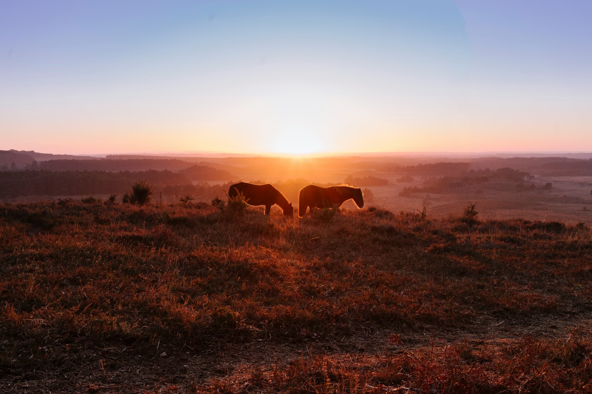 Gravel and Chats: the New Forest Escape: cycling in New Forest, United Kingdom